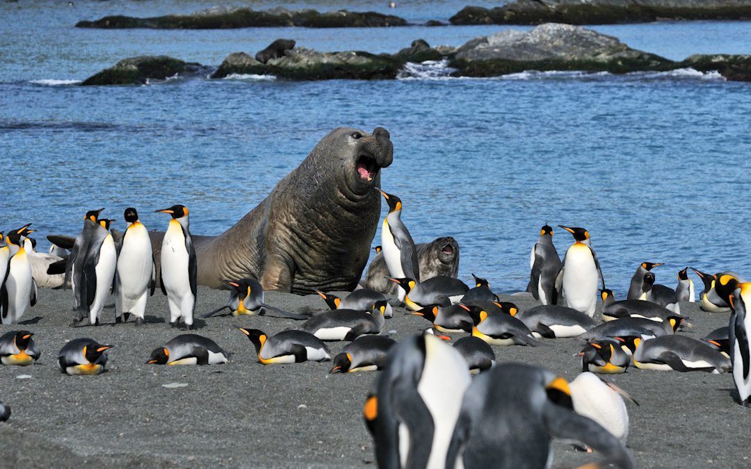 Penguins and elephant seals fertilize the Antarctic landscape