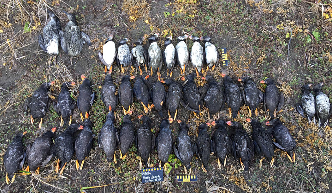 Massensterben von Seevögeln wegen wärmerer Beringsee