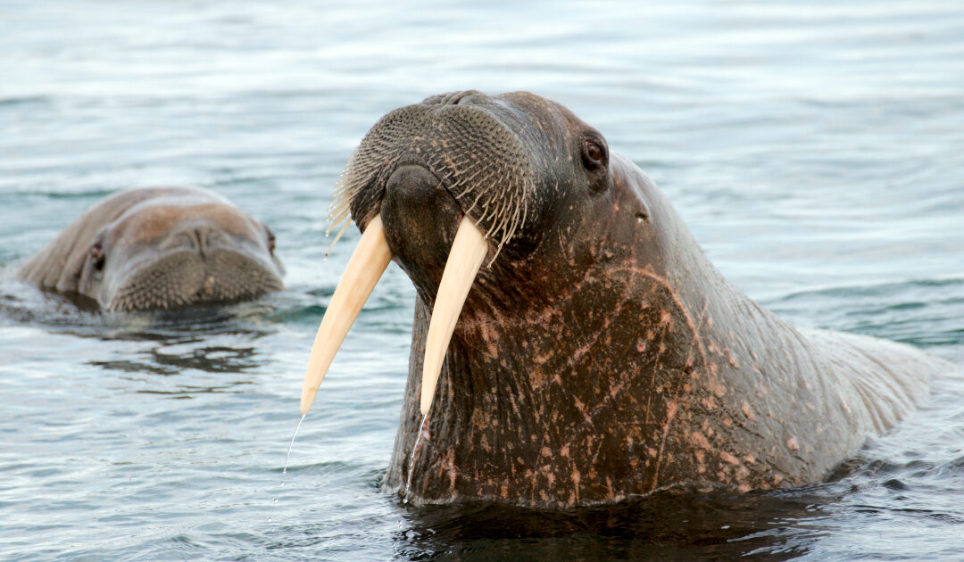 Walruses in Iceland disappeared with the arrival of the Vikings