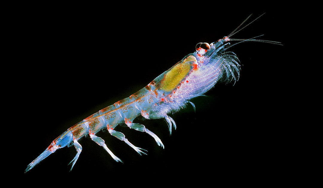 L’étude hivernale sur le krill a débuté au large de la Géorgie du Sud