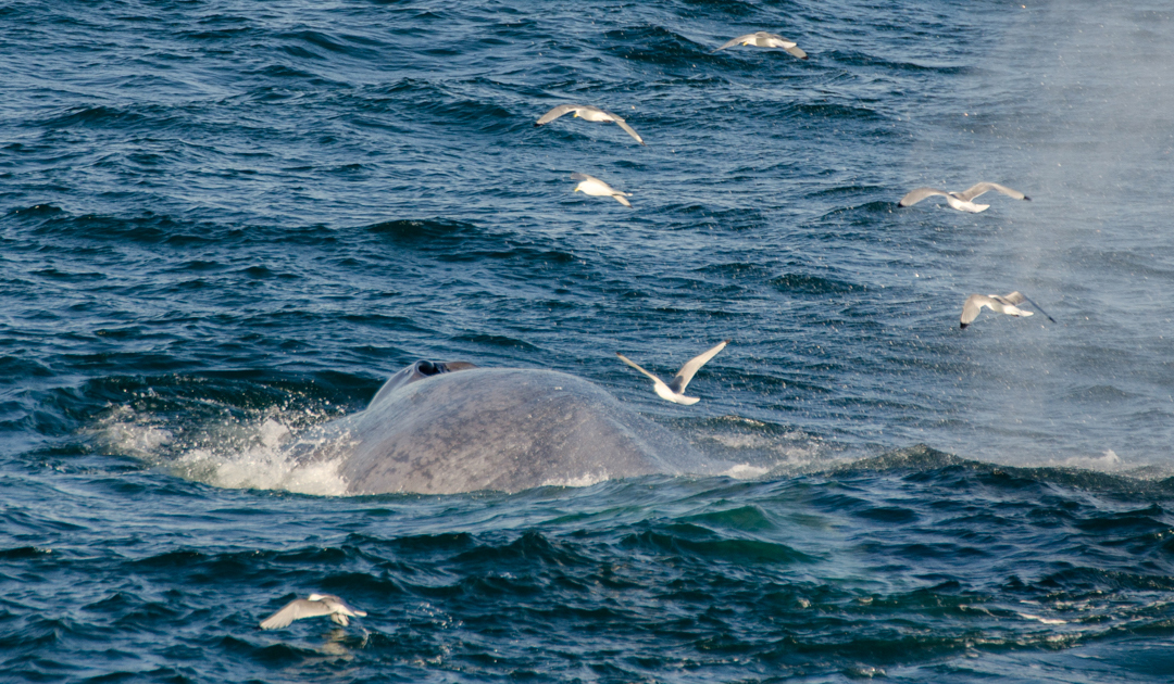 Antarktische Blauwale bevorzugen dichte Krillschwärme in geringer Wassertiefe
