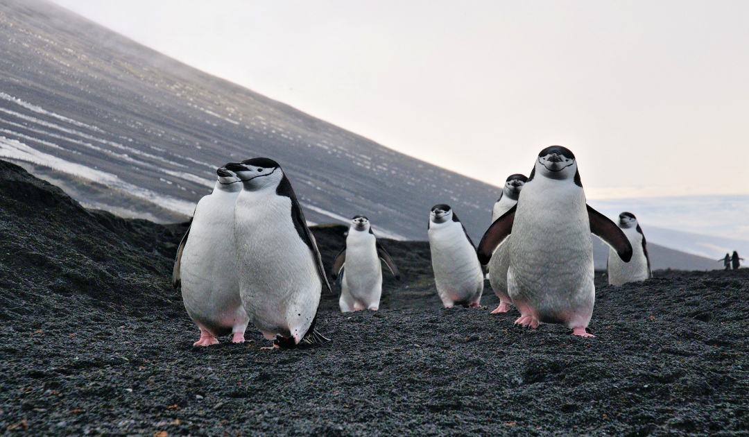 Penguins originated in Australia and New Zealand -- not the Antarctic, new  study finds