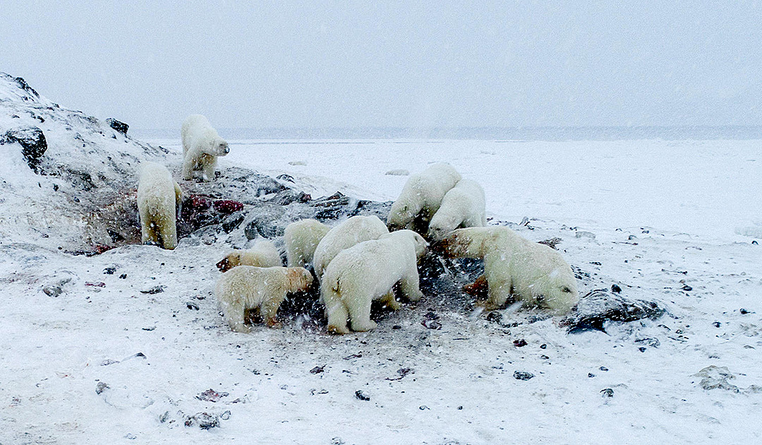 Eisbären belagern russisches Dorf