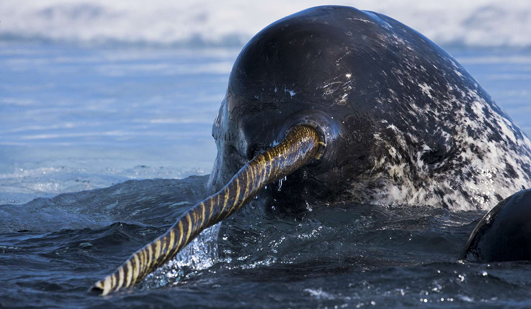 Greenland is prepared to limit cruise activity to prevent narwhal loss