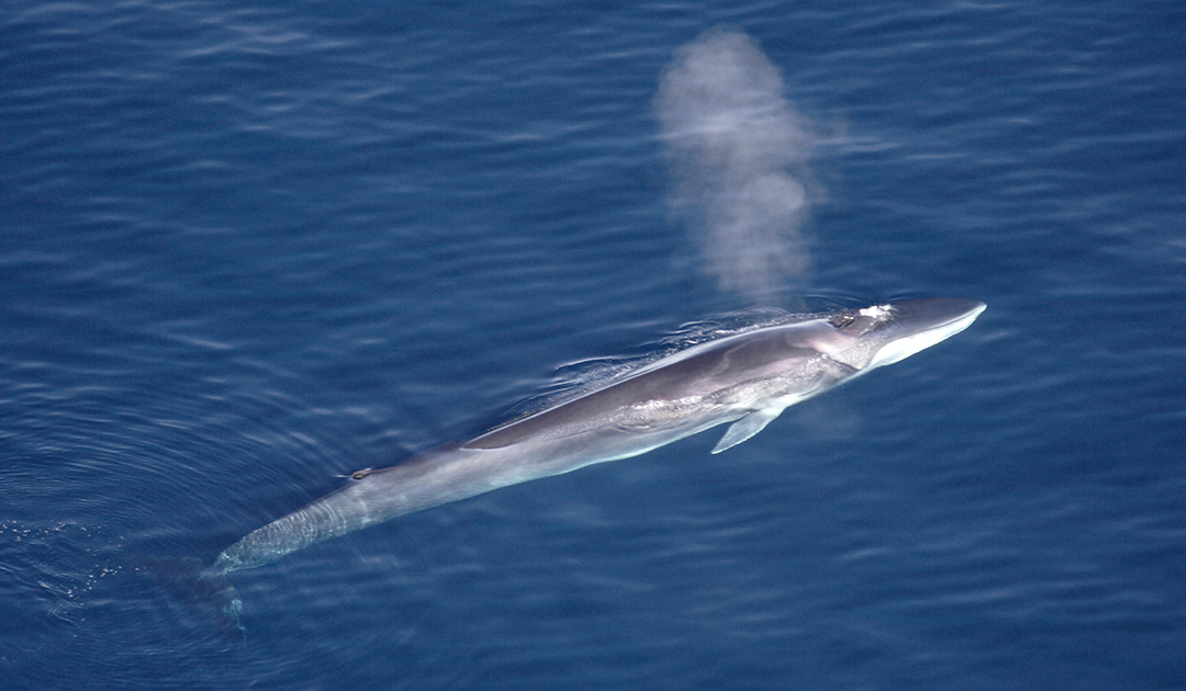 Island wird dieses Jahr keine Wale töten
