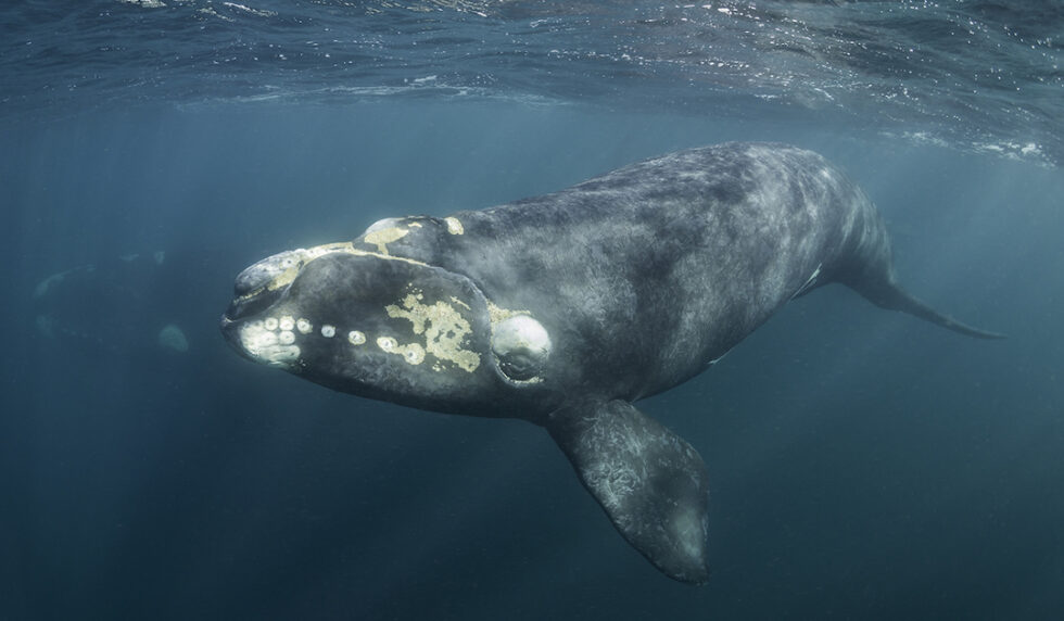 Migration of the Southern Right Whales | Polarjournal