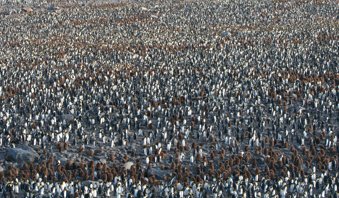 King penguin colony exudes nitrous oxide