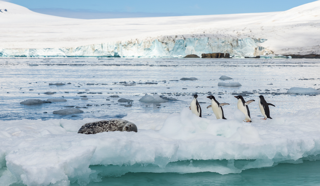 Sunburn on Antarctica, the ozone hole exposes animal and plant species
