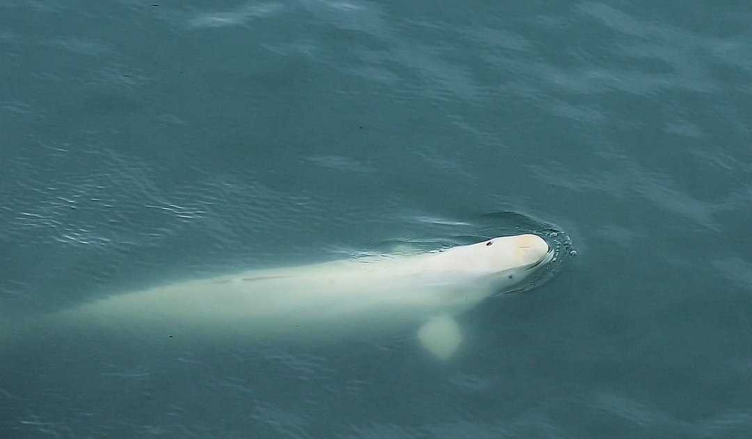 Inuit organization scientifically investigates beluga hunting ban