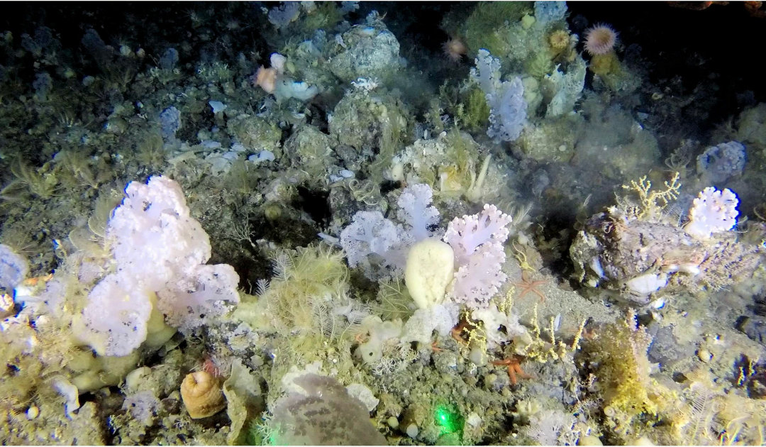 Deep-sea coral garden discovered off Greenland’s west coast