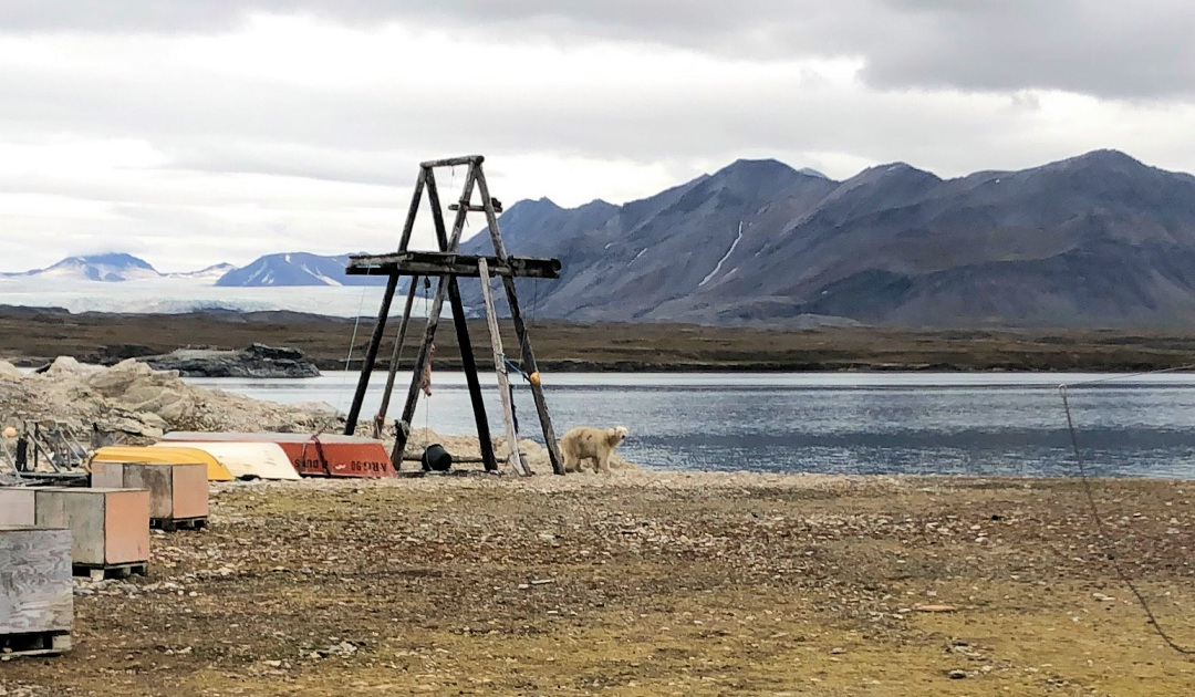 Sehr neugieriger Bär auf Svalbard schafft Verwirrung