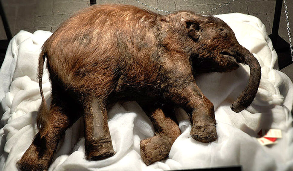 Mammoth remains found in Siberian lake Polarjournal