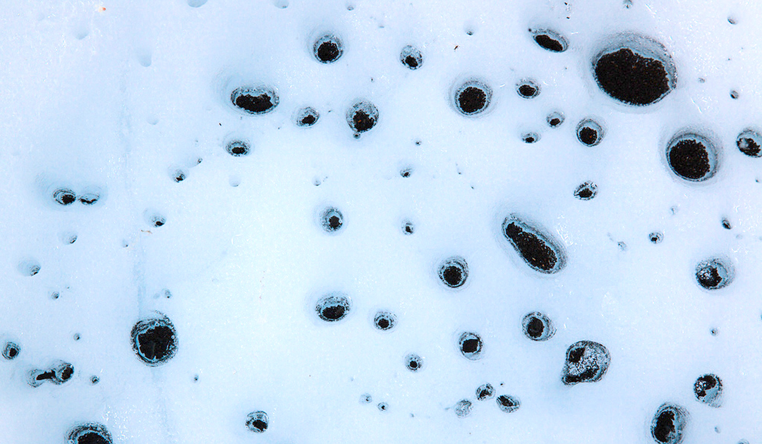 Glacier viruses in the Arctic and the Alps very similar