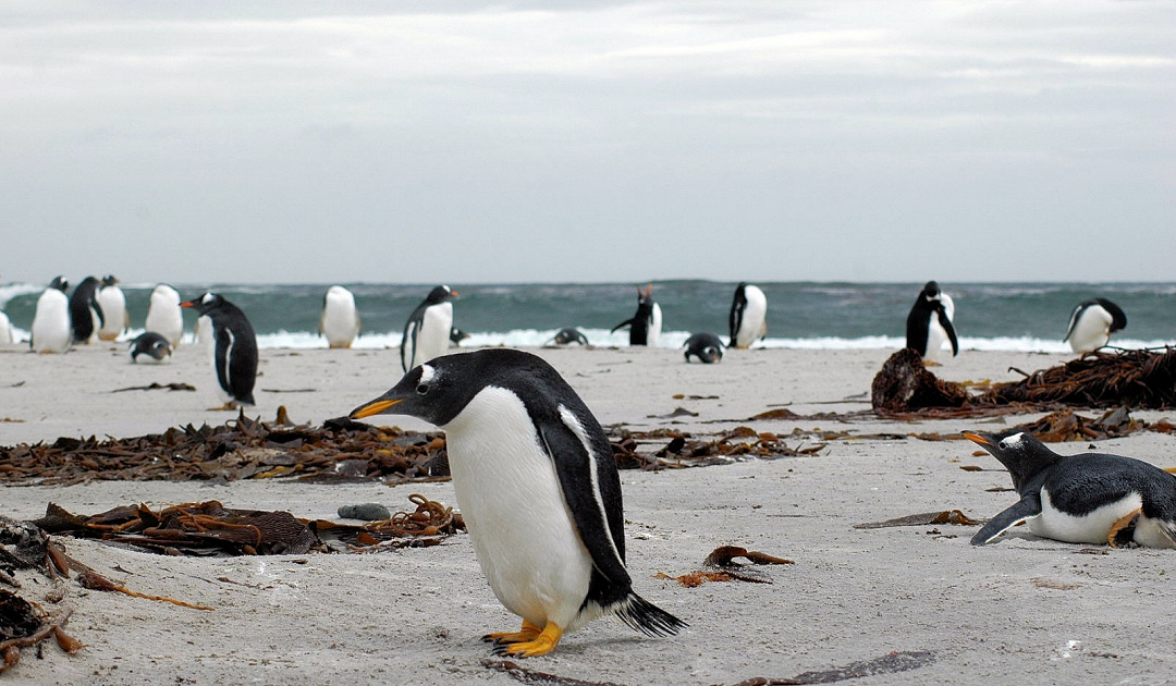 Gentoo penguins with more hemoglobin dive more efficiently