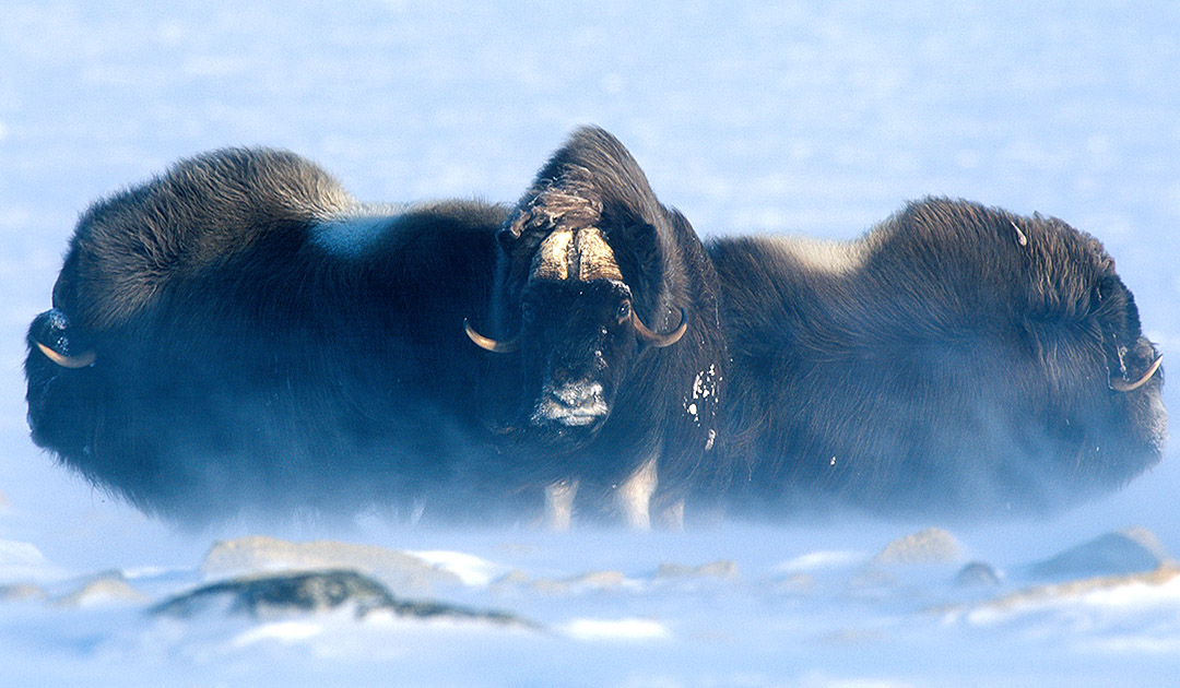 Drones to count musk oxen in eastern Greenland