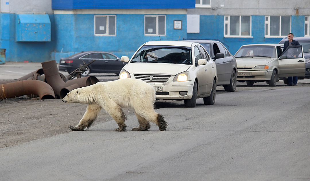 Un radar pour empêcher les ours polaires de roder