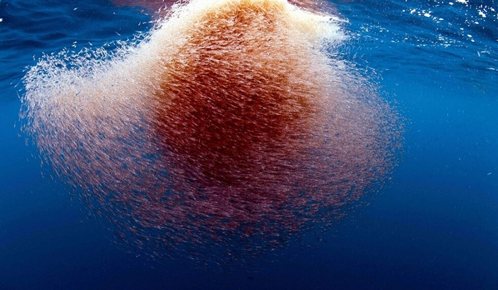 Krill more important than previously assumed | Polarjournal