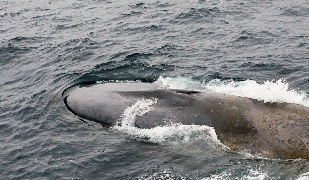 Blue whales sing in ever lower pitch