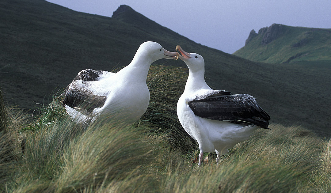 Hausmäuse töten erwachsene Albatrosse auf subantarktischen Inseln
