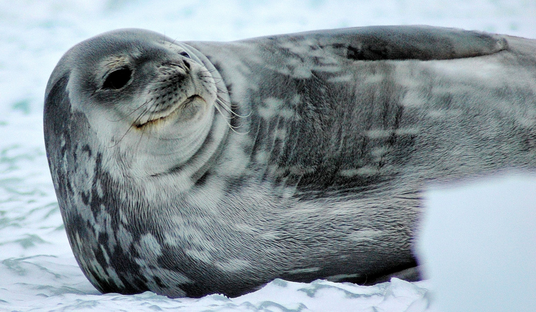 First complete count of Weddell seals