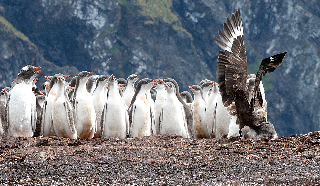 Premiers cas confirmés de grippe aviaire en Antarctique