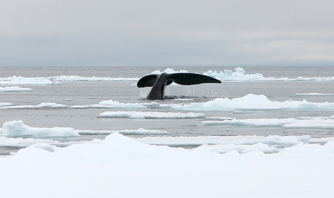 Sea ice retreat affects migrations of bowhead whales