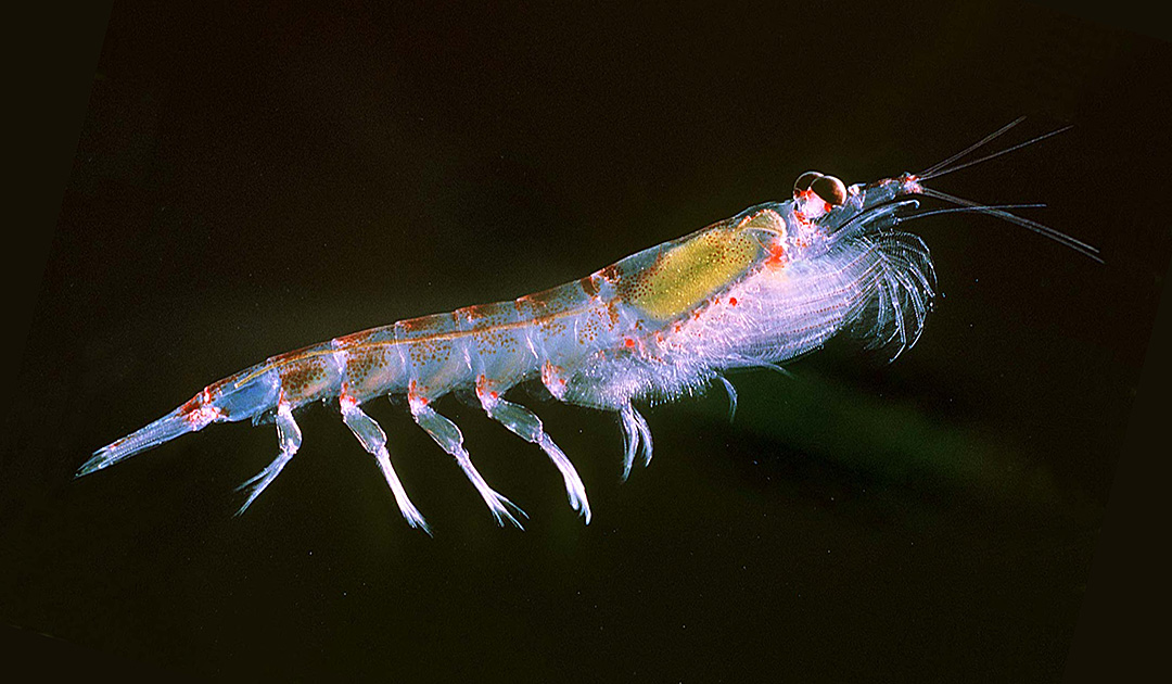 Antarktischer Krill orientiert sich an seinen Schwarm-Nachbarn 