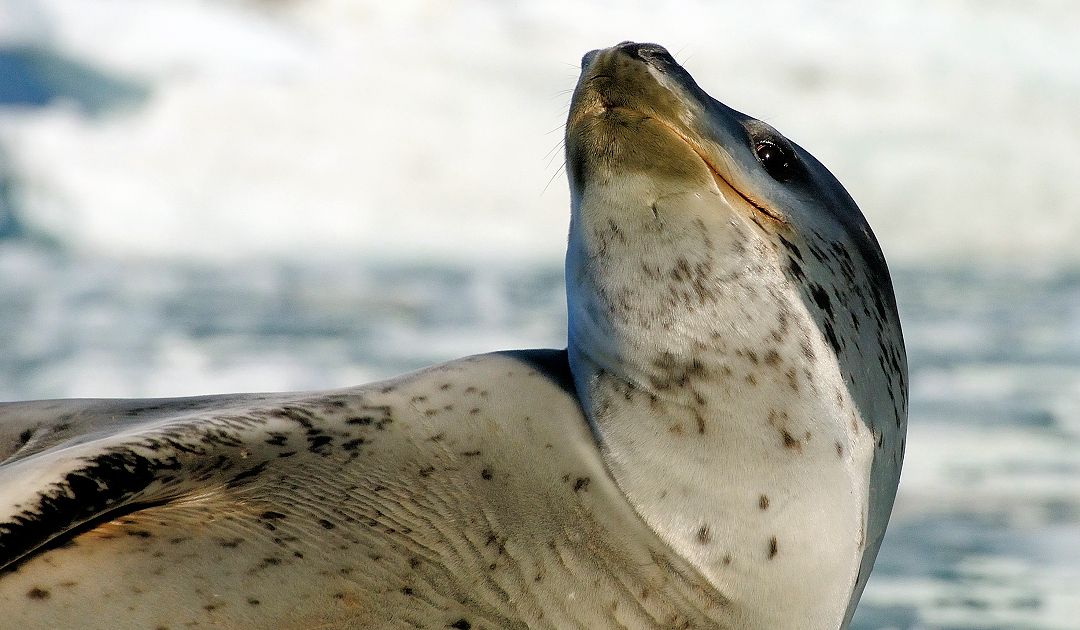 Leopard seals around New Zealand love sharks