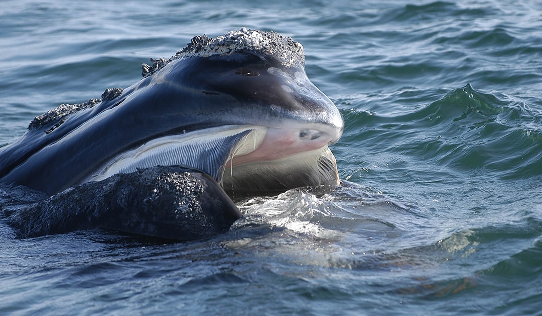 Künstliche Intelligenz zum Schutz Nordatlantischer Glattwale