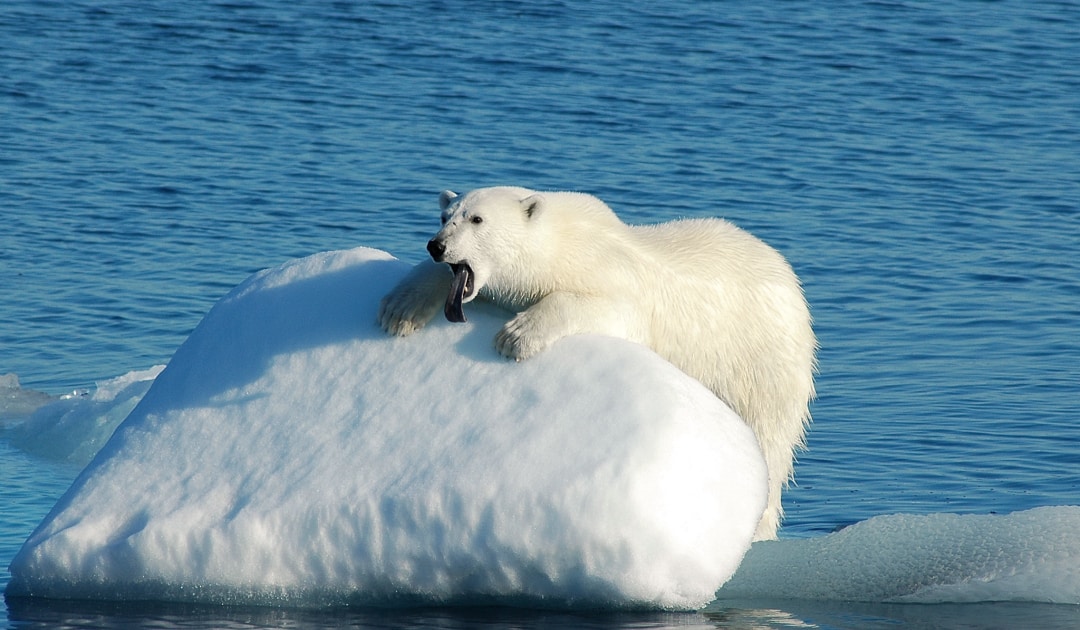 population survives sea Polarjournal Polar Greenland bear southeast | in ice without