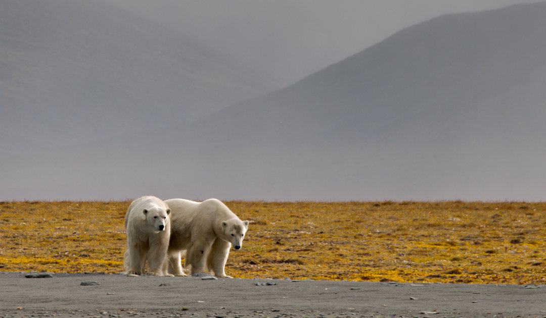 Végétaux et carcasses : à terre, les ours polaires sont à la diète