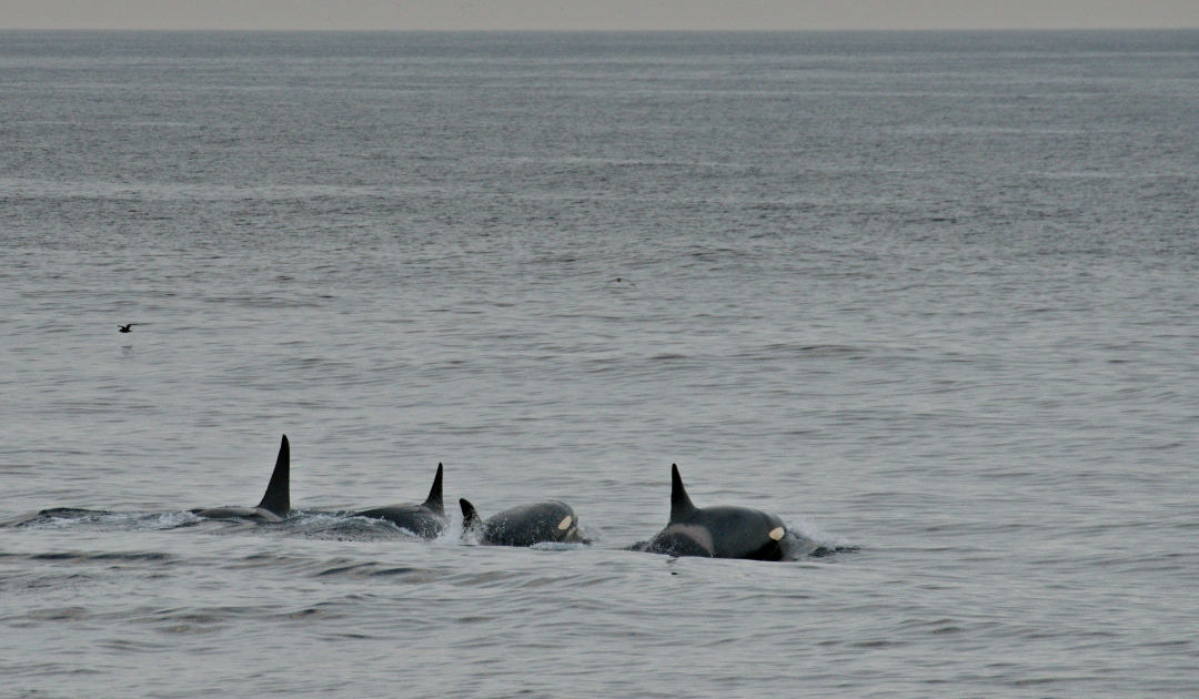 Fressvorlieben bestimmen Schadstoffbelastung bei Orcas