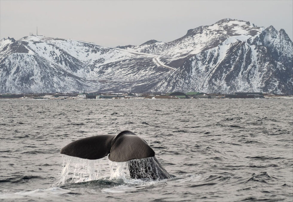 whale safari andenes