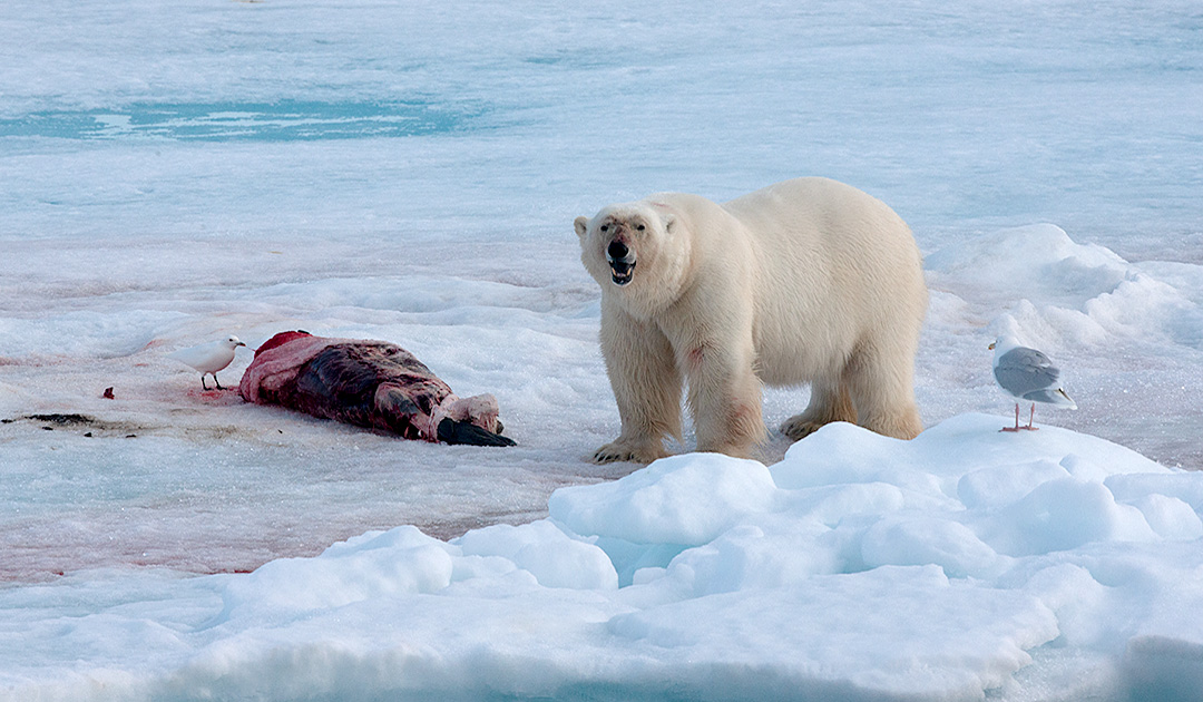 Polar Bear OVP Eisbär NEW 