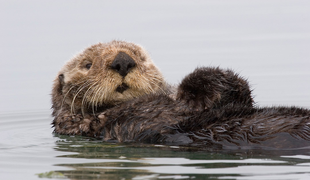 Sea otters are equipped with “muscle heating”