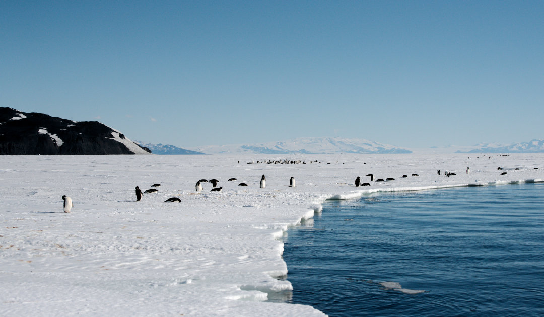 Kaum Fortschritte für neue Schutzgebiete in der Antarktis