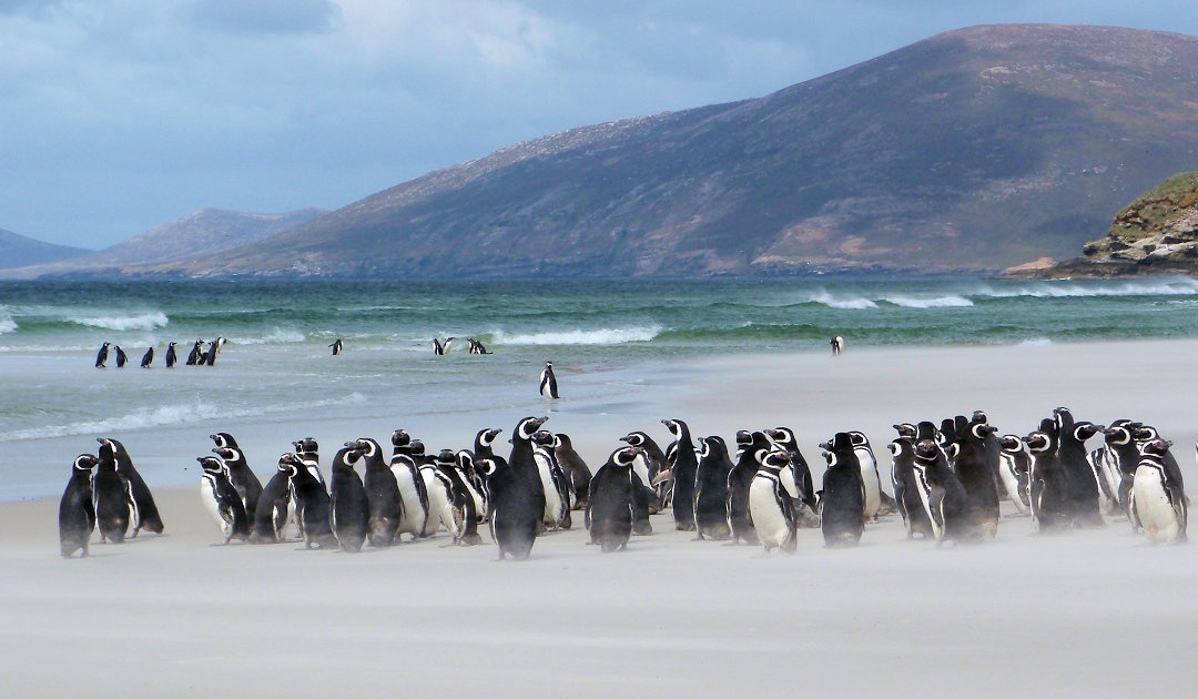Mehr Magellan-Pinguine überwintern vor Brasiliens Küste