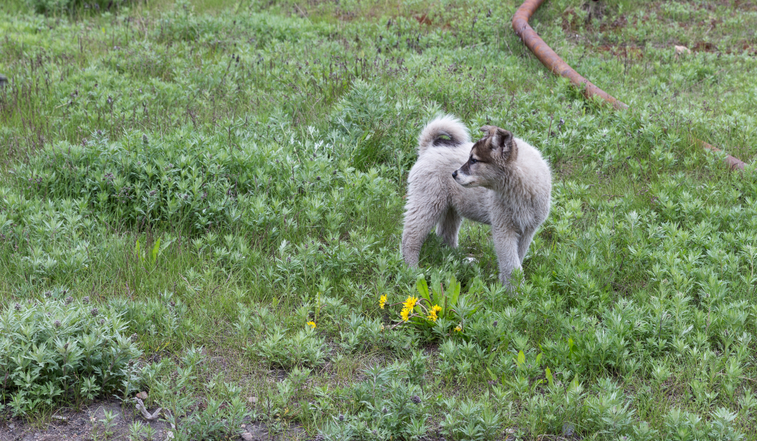 Sibirische Hunde durch alten Fernhandel geformt