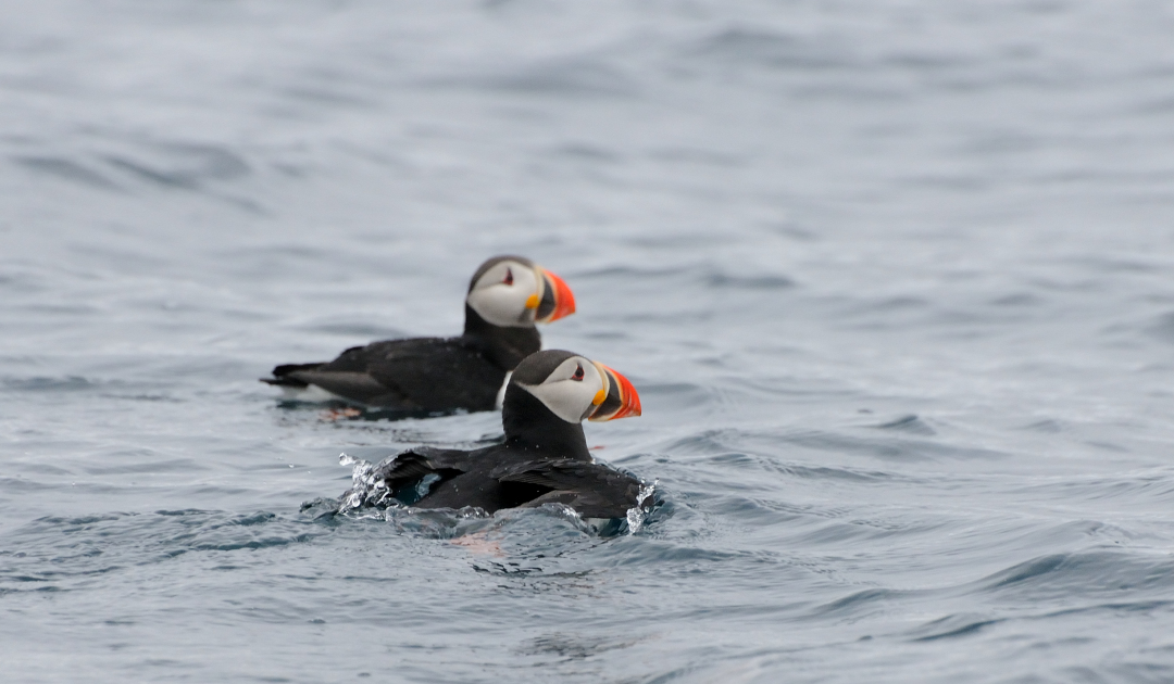Are puffins & co dying due to strong winter storms?