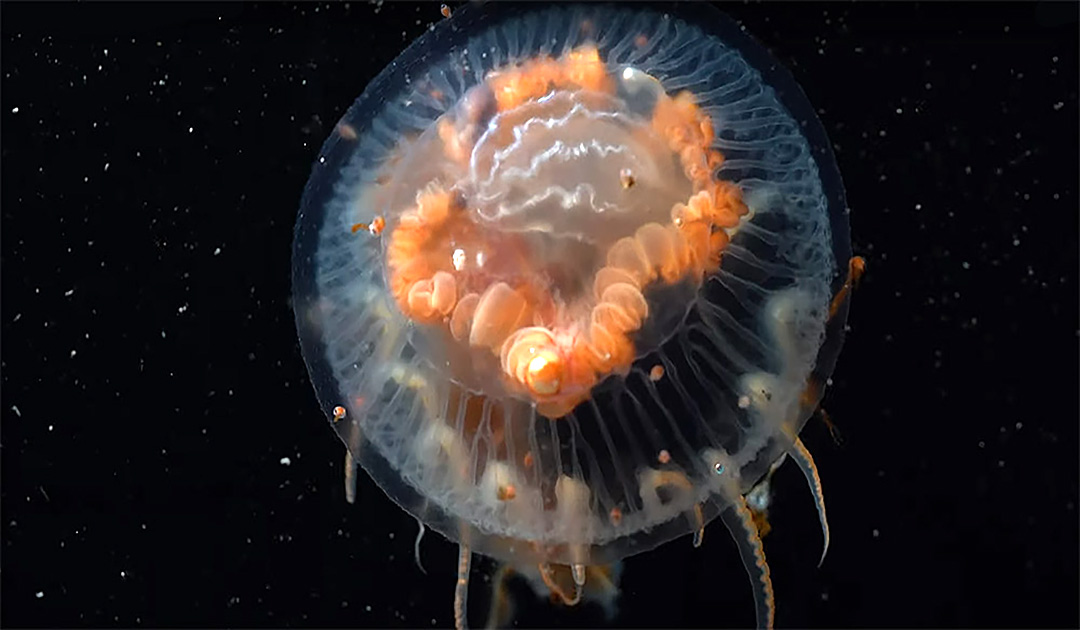 New jellyfish discovered in McMurdo Sound