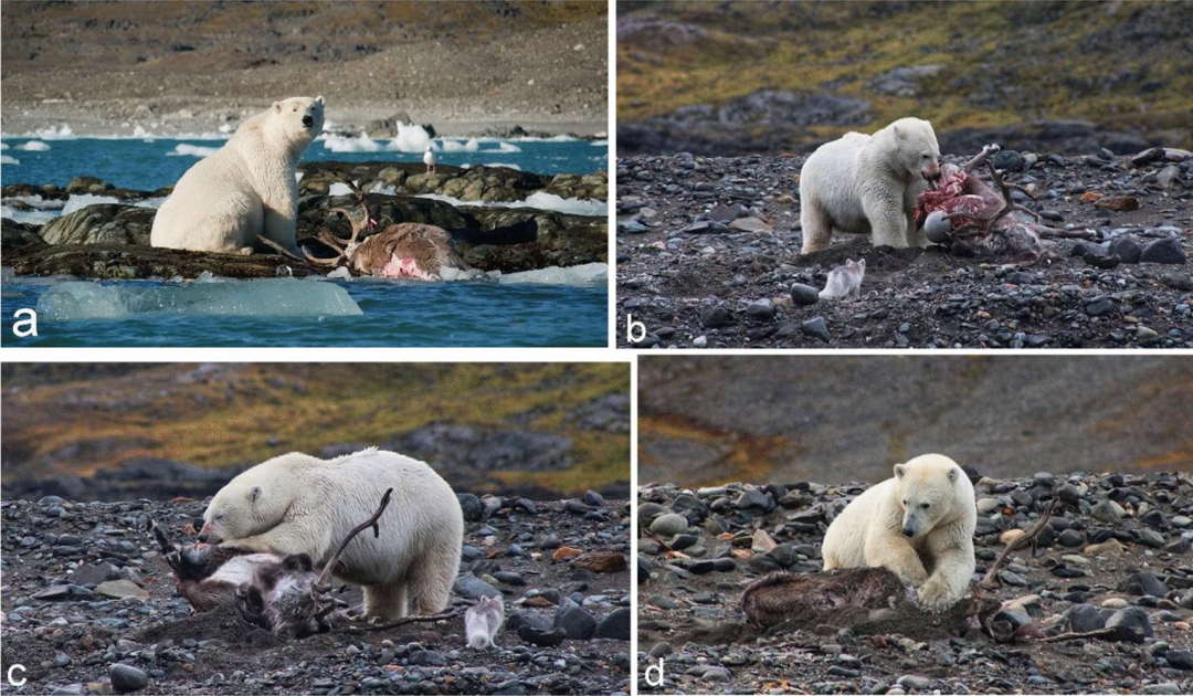 Des chercheurs étudient la chasse au renne par les ours polaires