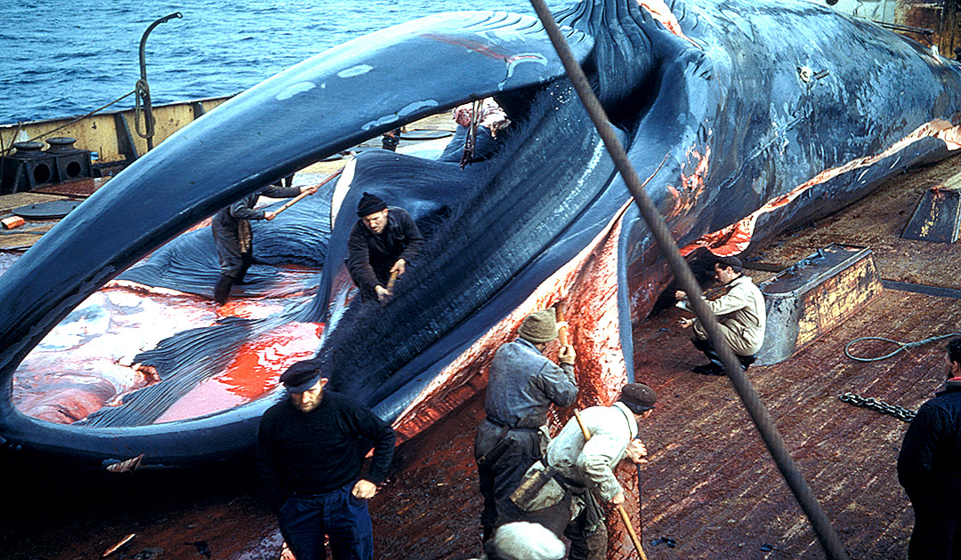 Whaling in the 1950s was backbreaking work