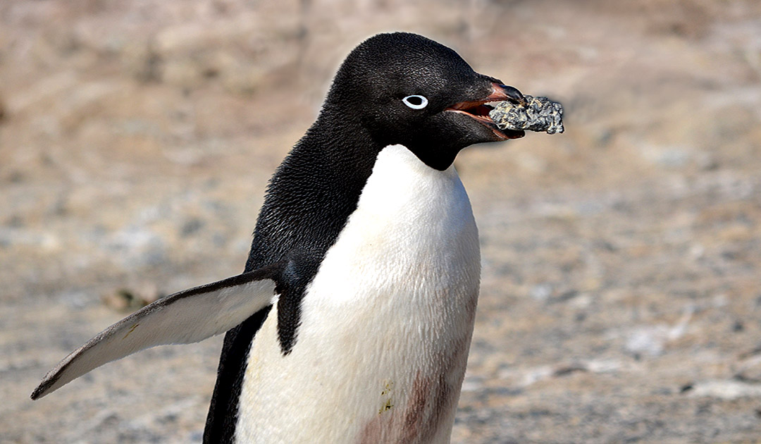 Adelie-Pinguine – die Steindiebe