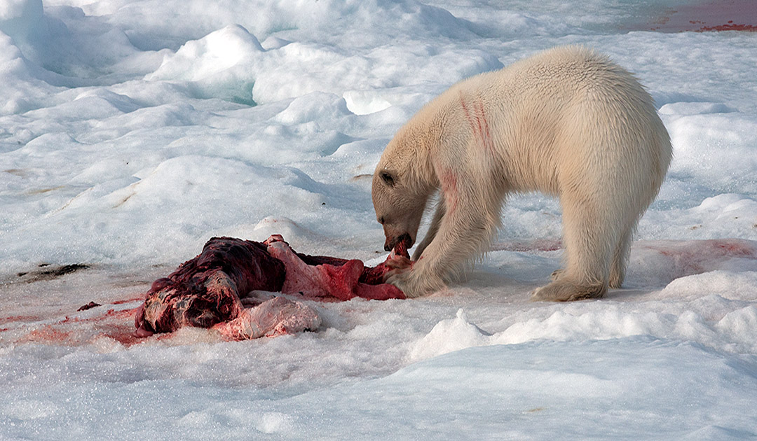 Klimawandel beeinflusst die Ernährung der Eisbären