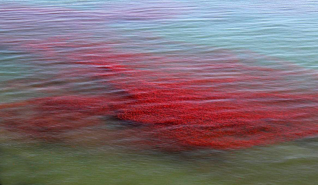 Südlicher Ozean war früher rot von Massen an Krill