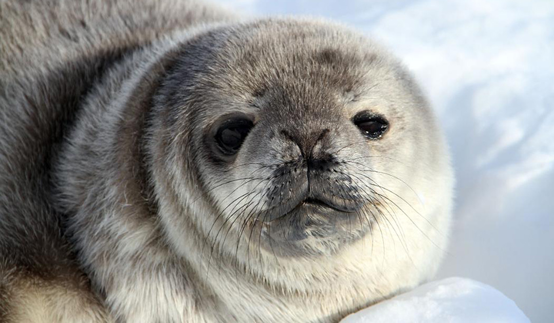 Antarctic seals affected differently by climate change