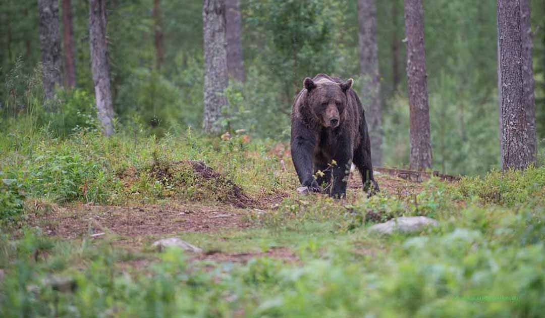 Brown bears in Scandinavia