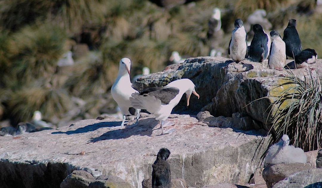 Scheidungsrate bei Albatrossen von Umwelt beeinflusst