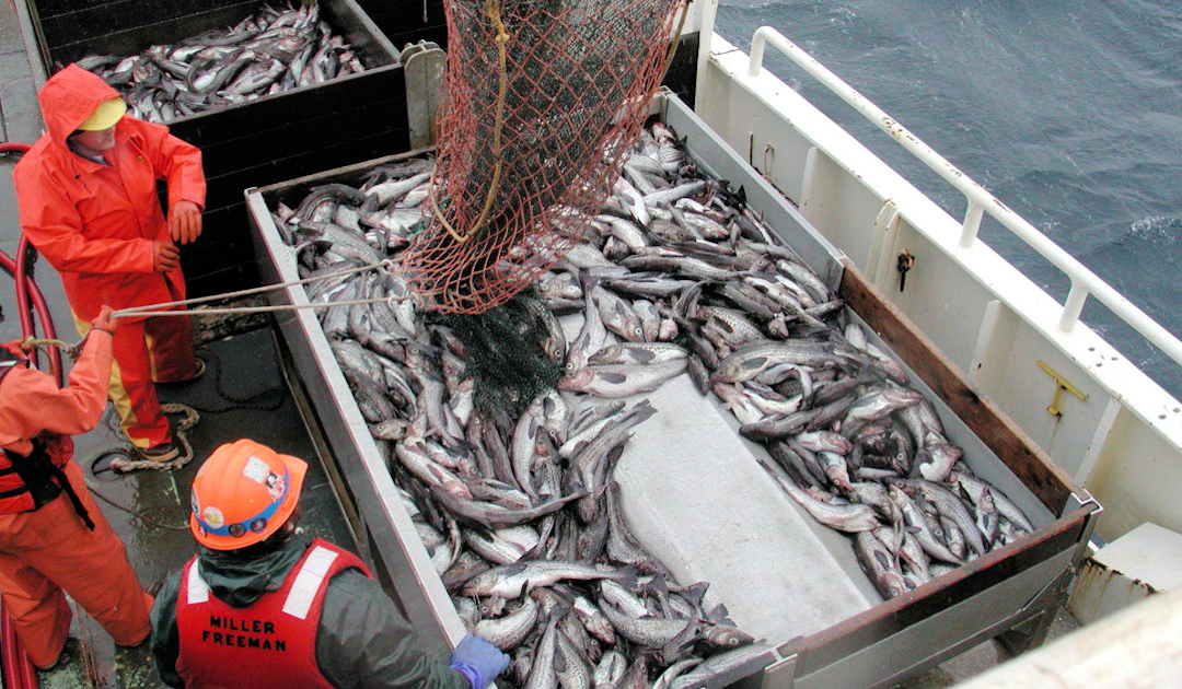 Managing fish stocks in northern waters