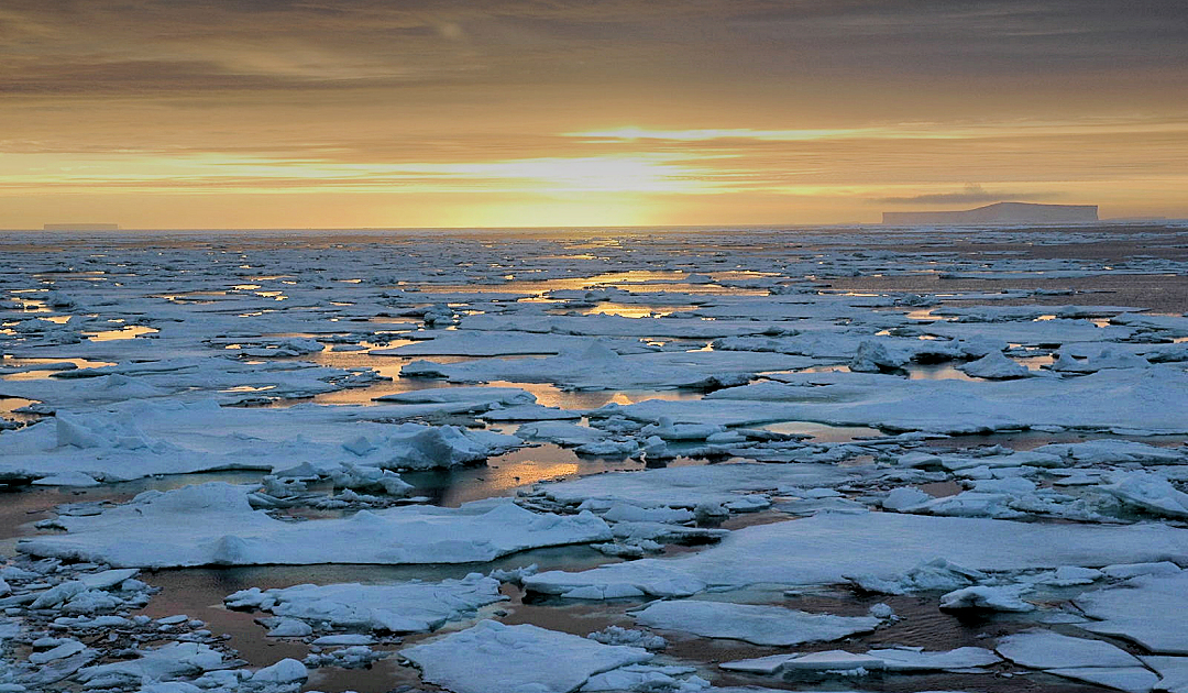Antarctic sea ice biota and their changing habitat